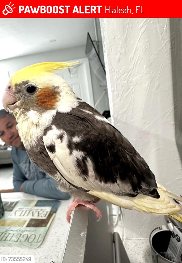 Lost Unknown Bird last seen By westland senior high school, Hialeah, FL 33010
