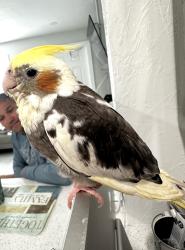 Lost Unknown Bird last seen By westland senior high school, Hialeah, FL 33010