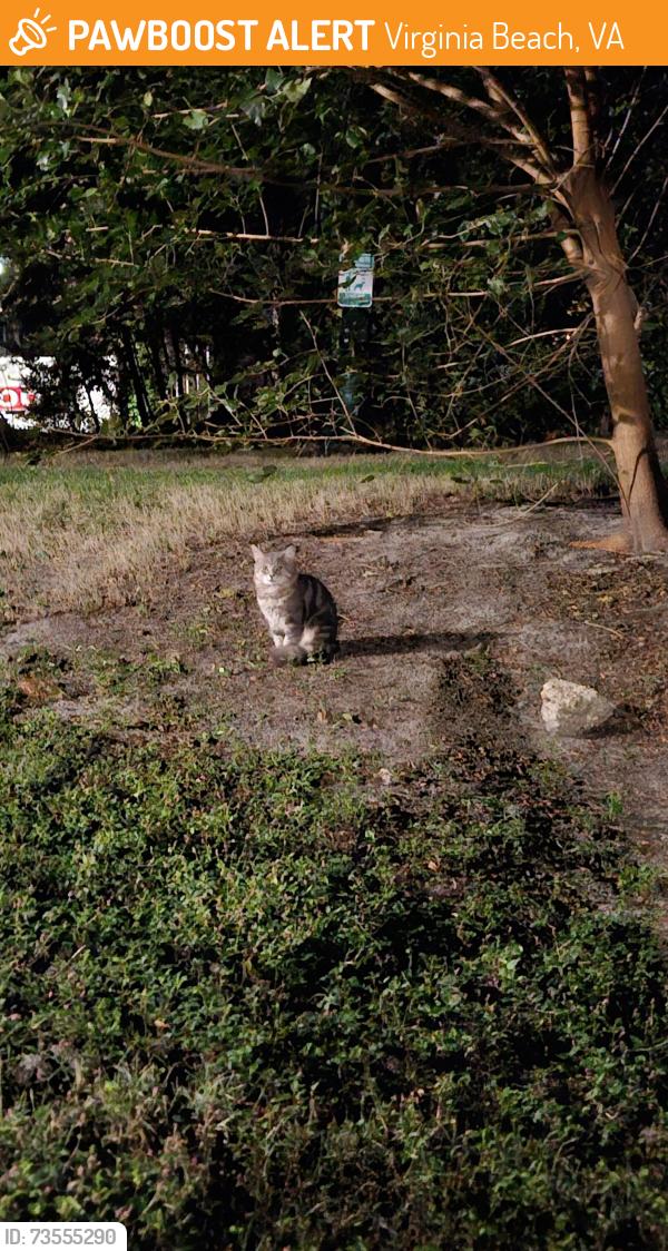 Found/Stray Unknown Cat last seen Midtown apmts near Town Center, Virginia Beach, VA 23462