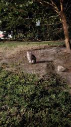 Found/Stray Unknown Cat last seen Midtown apmts near Town Center, Virginia Beach, VA 23462