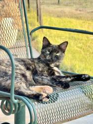 Reunited Female Cat last seen Rolling Creek Ranch and Matlock Rd, Granbury, TX 76049