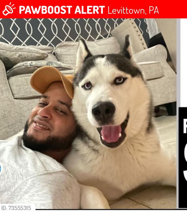 Lost Male Dog last seen Bristol pike, Levittown, PA 19057