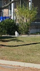 Found/Stray Unknown Cat last seen CONVOY CRES JOHN DEISMAN BLVD, Vaughan, ON L6A 3H4