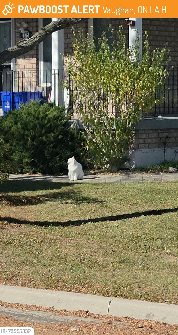 Found/Stray Unknown Cat last seen CONVOY CRES JOHN DEISMAN BLVD, Vaughan, ON L6A 3H4
