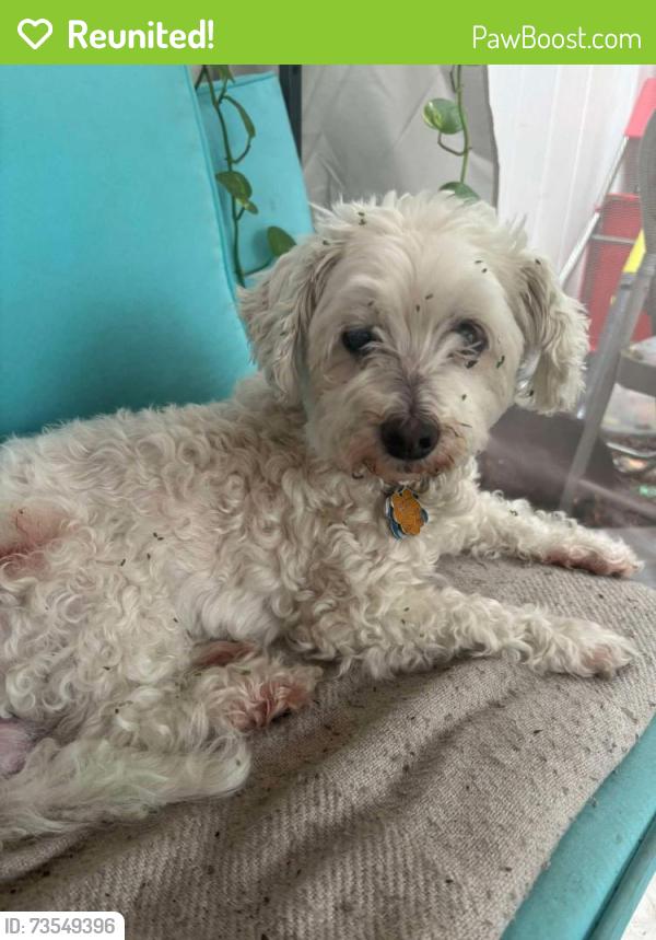 Reunited Female Dog last seen C. Blythe Andrew jr public library, Tampa, FL 33610