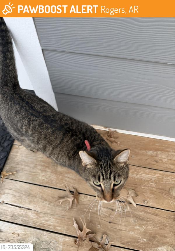 Found/Stray Unknown Cat last seen Sycamore, Rogers, AR 72756
