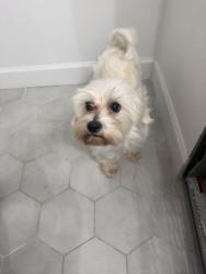 Found/Stray Male Dog last seen 11th street and admiral, Tulsa, OK 74103