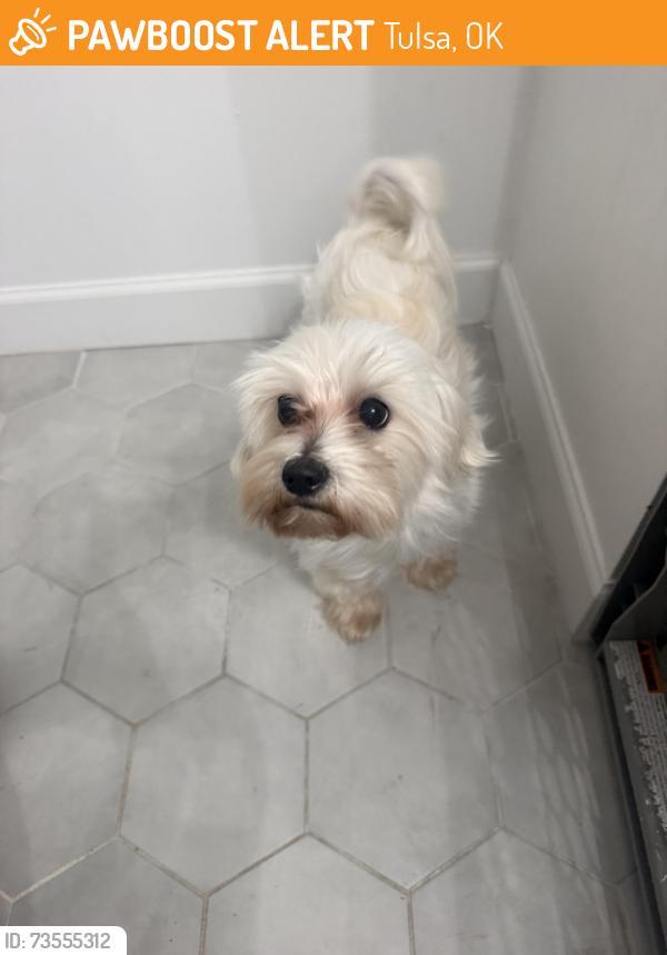 Found/Stray Male Dog last seen 11th street and admiral, Tulsa, OK 74103