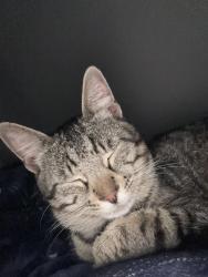 Reunited Male Cat last seen he jumped out of my friends window but he ran so we didn’t see where he went, Netherton, England DY2 9BZ