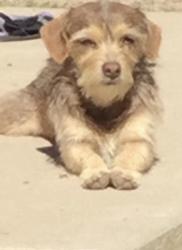 Lost Female Dog last seen Central and Baseline, Buckeye, AZ 85326