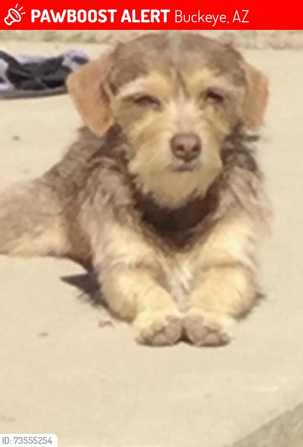 Lost Female Dog last seen Central and Baseline, Buckeye, AZ 85326