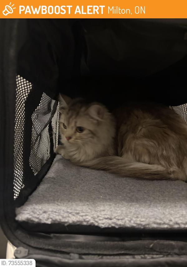 Found/Stray Unknown Cat last seen Sobeys, Milton, ON 