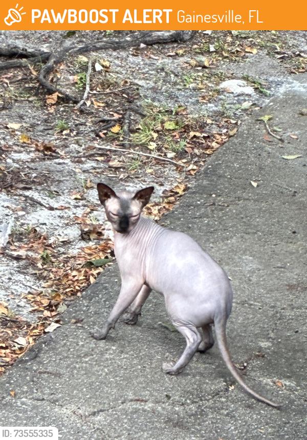 Found/Stray Unknown Cat last seen Cypress Pointe, Gainesville, FL 32607