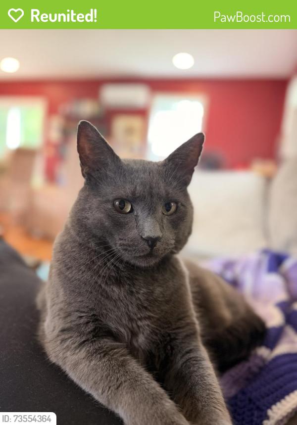 Reunited Male Cat last seen Chestnut st and Brook St, Rehoboth, MA 02769