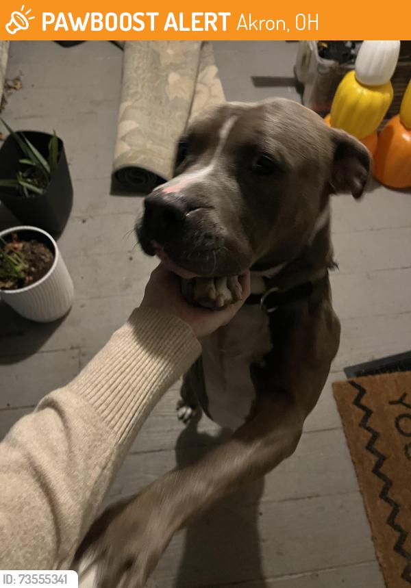Found/Stray Male Dog last seen Krispy kreme, Akron, OH 44302