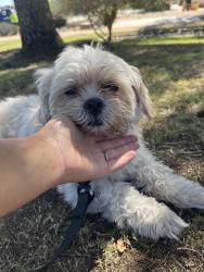 Found/Stray Unknown Dog last seen Los Angeles historic state park, Los Angeles, CA 90012