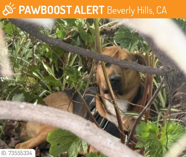 Found/Stray Unknown Dog last seen Robertson and Clifton Way, Beverly Hills, CA 90211
