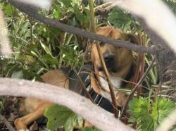 Found/Stray Unknown Dog last seen Robertson and Clifton Way, Beverly Hills, CA 90211