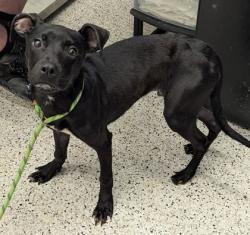 Shelter Stray Male Dog last seen Near WASHINGTON RD, East Point, GA, 1251 Fulton Industrial Blvd NW, Atlanta, GA 30336, USA
