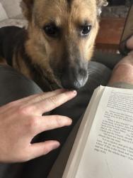 Shelter Stray Male Dog last seen , , TX, 355 Hillshire Dr, Haslet, TX 76052, USA