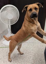 Shelter Stray Female Dog last seen Near GOODSON ST, Union City, GA, 1251 Fulton Industrial Blvd NW, Atlanta, GA 30336, USA