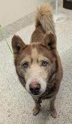Shelter Stray Male Dog last seen Near Lancaster Drive, East Point, GA, 1251 Fulton Industrial Blvd NW, Atlanta, GA 30336, USA