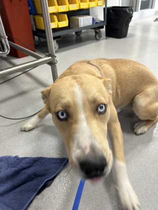 Shelter Stray Male Dog last seen Near PROSPECT AVE, North District,, 355 Hillshire Dr, Haslet, TX 76052, USA