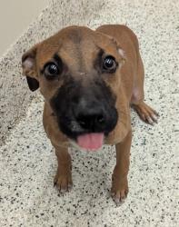 Shelter Stray Female Dog last seen Near Bolfair Drive NW, Atlanta, GA, 1251 Fulton Industrial Blvd NW, Atlanta, GA 30336, USA