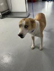 Shelter Stray Male Dog last seen Near PROSPECT AVE, North District,, 355 Hillshire Dr, Haslet, TX 76052, USA