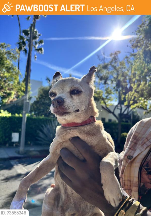 Found/Stray Male Dog last seen Romaine st and Martel Ave, Los Angeles, CA 90036