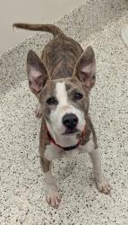 Shelter Stray Female Dog last seen 3204-6 Desert Circle, Atlanta, GA, 1251 Fulton Industrial Blvd NW, Atlanta, GA 30336, USA