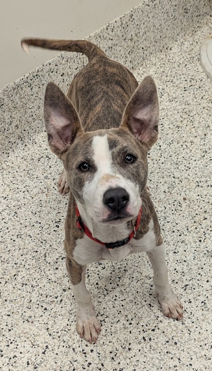 Shelter Stray Female Dog last seen 3204-6 Desert Circle, Atlanta, GA, 1251 Fulton Industrial Blvd NW, Atlanta, GA 30336, USA