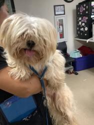 Shelter Stray Male Dog last seen Near Washer Ave, South District, TX, 355 Hillshire Dr, Haslet, TX 76052, USA