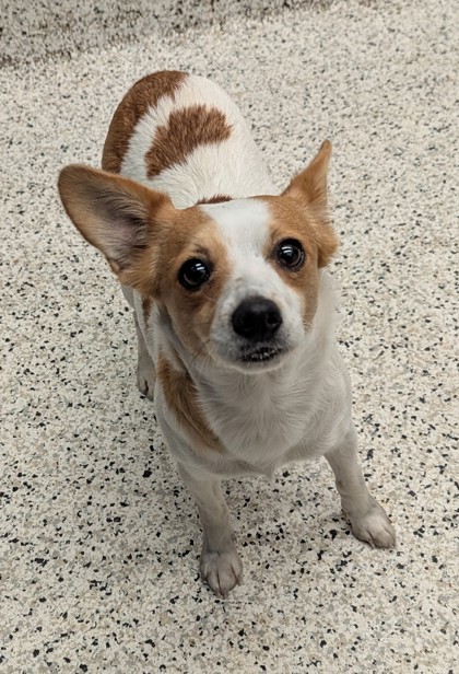 Shelter Stray Female Dog last seen Near WISTERIA LN SW, Atlanta, GA, 1251 Fulton Industrial Blvd NW, Atlanta, GA 30336, USA