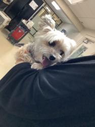 Shelter Stray Female Dog last seen Near Riverfalls Dr, East District, TX, 355 Hillshire Dr, Haslet, TX 76052, USA