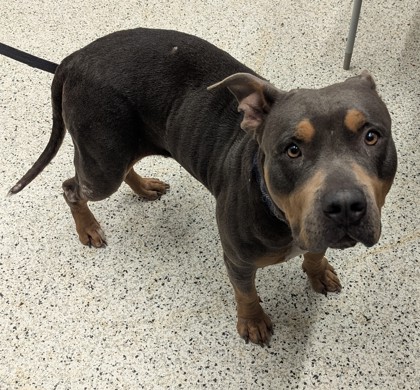 Shelter Stray Female Dog last seen Near Willow Trail, Atlanta, GA, 1251 Fulton Industrial Blvd NW, Atlanta, GA 30336, USA