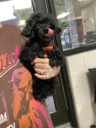 Shelter Stray Female Dog last seen Near Riverfalls Dr, East District, TX, 355 Hillshire Dr, Haslet, TX 76052, USA