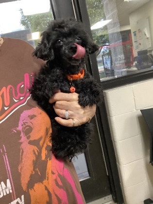 Shelter Stray Female Dog last seen Near Riverfalls Dr, East District, TX, 355 Hillshire Dr, Haslet, TX 76052, USA