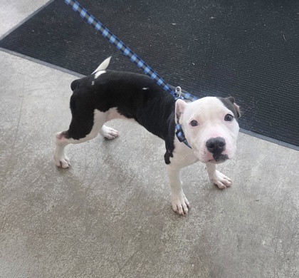 Shelter Stray Female Dog last seen Near N. Beach St, North District, TX, 355 Hillshire Dr, Haslet, TX 76052, USA