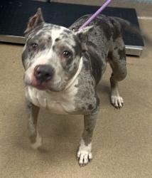 Shelter Stray Female Dog last seen Near Rollingwood Ln SE Atlanta, GA 30316, 30316, GA, 3280 Chamblee Dunwoody Rd, Chamblee, GA 30341, USA