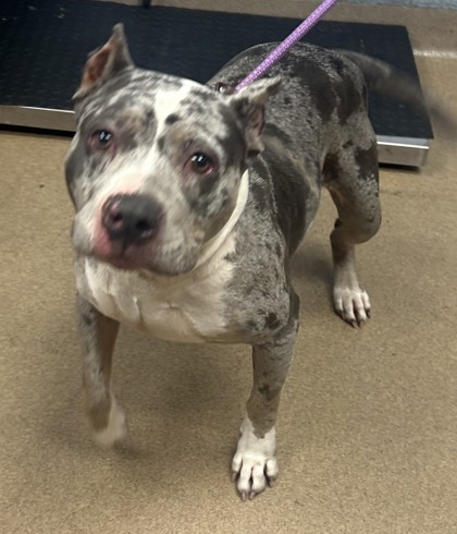 Shelter Stray Female Dog last seen Near Rollingwood Ln SE Atlanta, GA 30316, 30316, GA, 3280 Chamblee Dunwoody Rd, Chamblee, GA 30341, USA