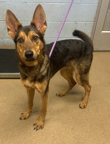 Shelter Stray Male Dog last seen Near S Indian Creek Drive, Stone Mtn, GA, 30083, 30083, GA, 3280 Chamblee Dunwoody Rd, Chamblee, GA 30341, USA