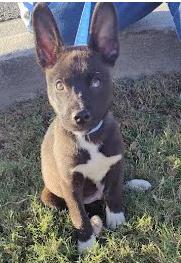 Shelter Stray Unknown Dog last seen Near Lavista Rd Tucker GA 30084, 30084, GA, 3280 Chamblee Dunwoody Rd, Chamblee, GA 30341, USA
