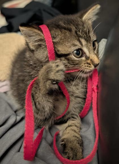 Shelter Stray Female Cat last seen Near Bushton ct, 30021, GA, 3280 Chamblee Dunwoody Rd, Chamblee, GA 30341, USA