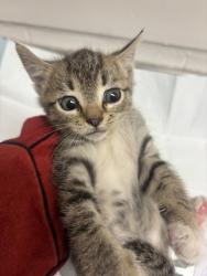 Shelter Stray Male Cat last seen Near Hermaosa Ave, Oakland, CA, 1101 29th Ave, Oakland, CA 94601, USA