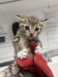 Shelter Stray Male Cat last seen Near Hermaosa Ave, Oakland, CA, 1101 29th Ave, Oakland, CA 94601, USA
