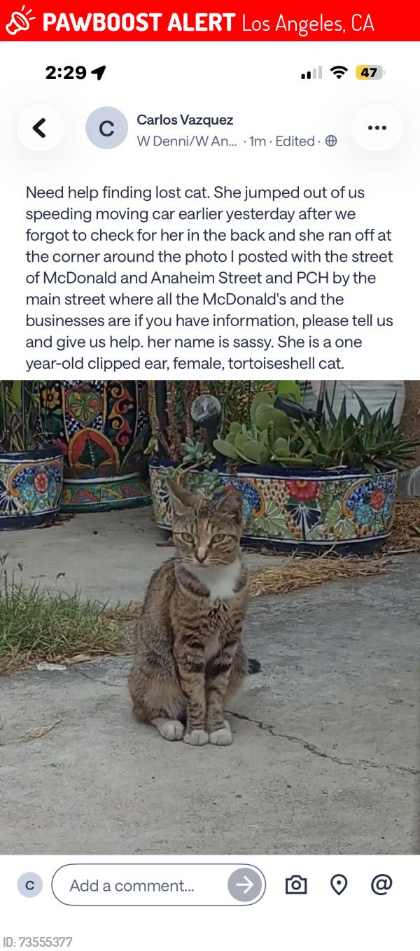 Lost Female Cat last seen W I St, Los Angeles, CA 90744