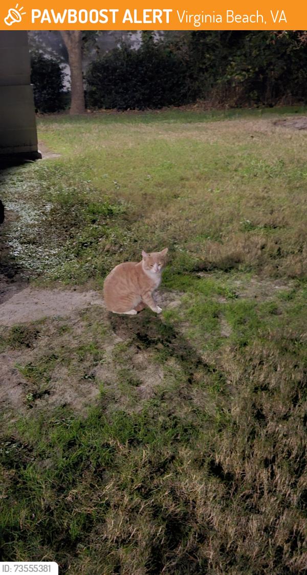 Found/Stray Male Cat last seen Midtown apmts near Town Center, Virginia Beach, VA 23462