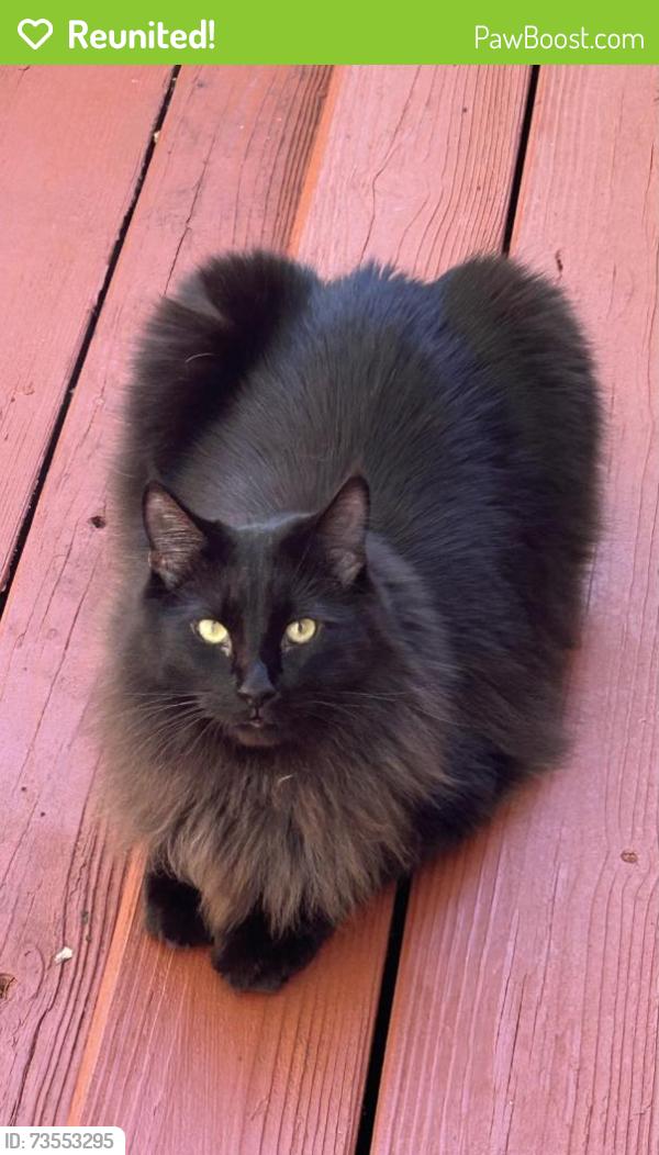 Reunited Male Cat last seen Near Petersfield Pl & Old Baltimore, Olney, MD 20832