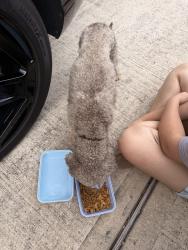 Reunited Male Dog last seen Valley Lodge/Timber Forest, Humble, TX 77346